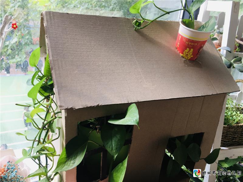 3通过实验验证植物的向光性.jpg