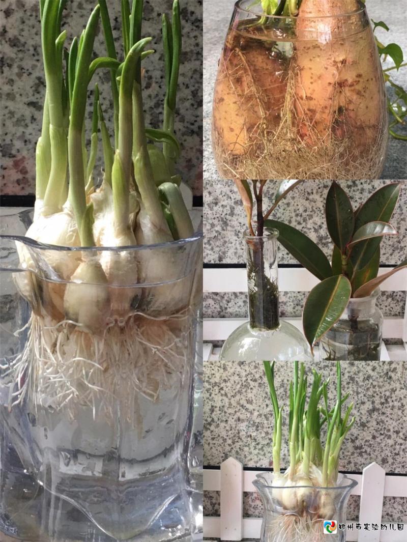 7.观察植物根部.jpg