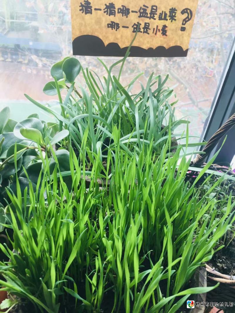 6.小麦和韭菜的种植对比.jpg
